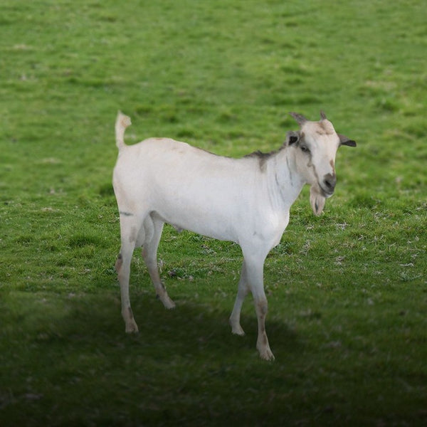 Somali goat