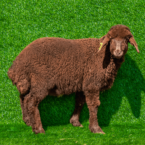 Algerian lamb
