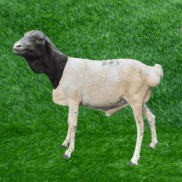 Somali Sheep