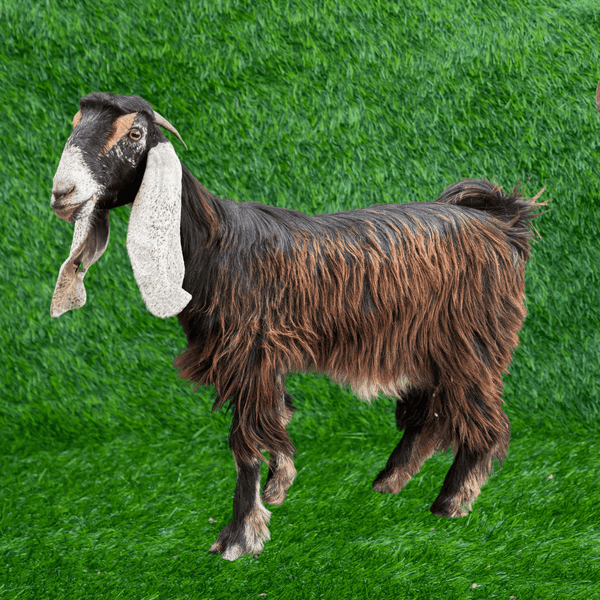 Arzi Goat