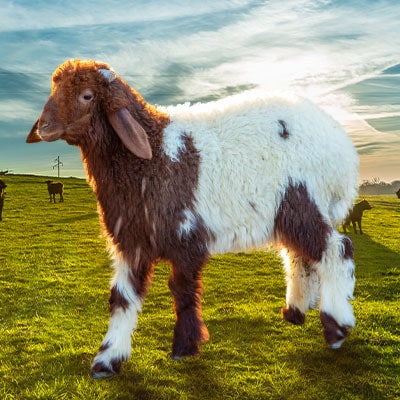 Naimi Sheep