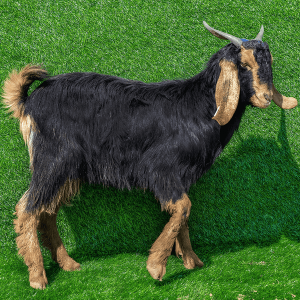 Jaziri Goat