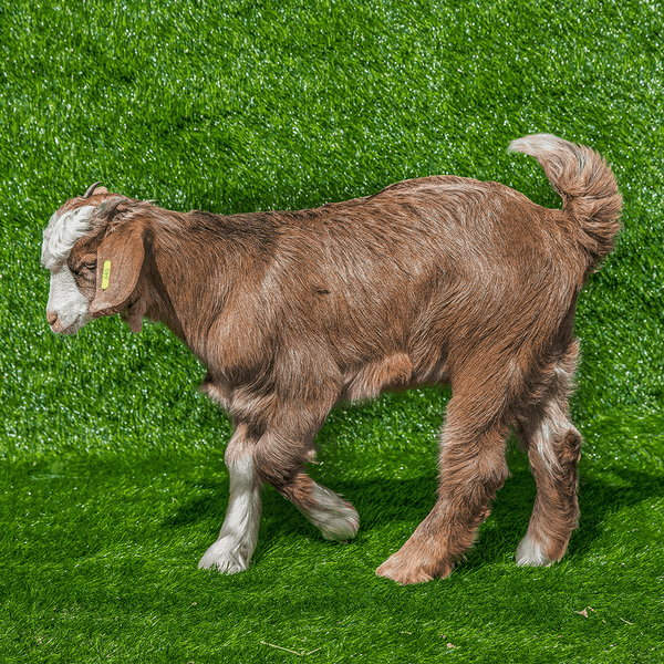 Local Arab Goat
